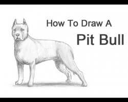 How to Draw a Pit Bull!