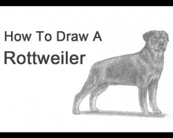 How to Draw a Rottweiler!
