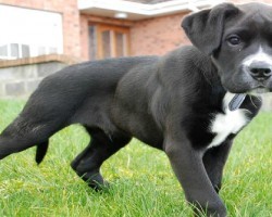 9 Unreal Boxer Cross Breeds You Have To See To Believe