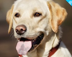 Look What we JUST Discovered about Labrador Retrievers!
