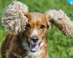 Look What we JUST Discovered about Cocker Spaniels!