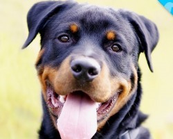 Look What we JUST Discovered about Rottweilers!