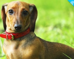 Look What we JUST Discovered about Dachshunds!