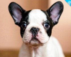 Look What we JUST Discovered about French Bulldogs!