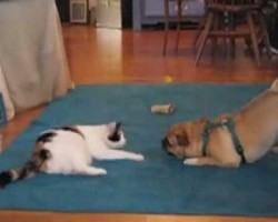 Pug vs Cat. Who Reigns Supreme?