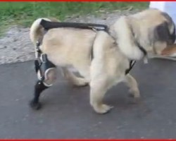 Pug Takes His First Steps On His Prosthetic Leg! This Will Melt Your Heart!