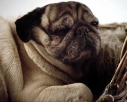 This Documentary “Pugs – Disowned Heroes” is a MUST WATCH for All Pug Lovers