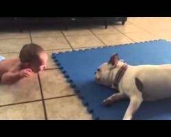 This French Bulldog Knows How To Entertain A Baby, And It’s Hilarious!