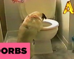 This Pug Gets VERY Excited When The Toilet Flushes. LOL!