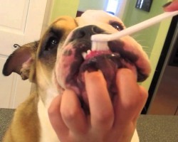 (VIDEO) How to Care For a Bulldog