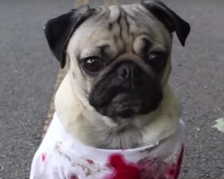 (Video) The Walking Dead – Pug Edition. I Bet You’ve Never Seen A Horrifying Zombie This CUTE!!