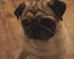 Want To See A Pug Dance???