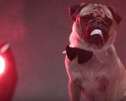 Pug Tries On Sexy Halloween Costumes And It’s Irresistible!