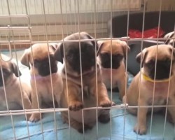 (VIDEO) Watch These Cutest Pug Puppy Clips Of ALL Time! and Be Happy!