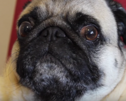 OMG! A Howling Pug! He Thinks He’s A Wolf!