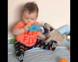 Baby Louie Playing With His Tiny Pug Puppy Will Melt The Iciest Of Hearts