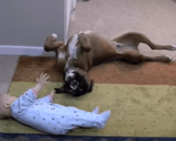 (VIDEO) Boxer Loves His Baby!