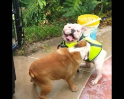 Bulldog Sister Is Afraid Her Brother Is Going To Drown… She Does THIS!