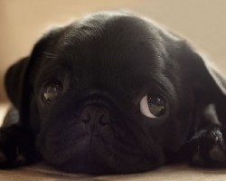 5 Reasons Why You Should Never Own Pugs
