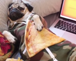 Doug the Pug Channels the Inner Lazy Person Inside All Of Us In ‘Netflix and Chill’