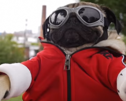 Doug the Pug Stars In New “Irresistible” Music Video, Gets Up To Loads Of Mischief