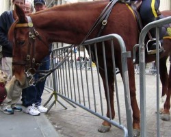 French Bulldog Meets NYPD Police Horse. Watch What Happens!