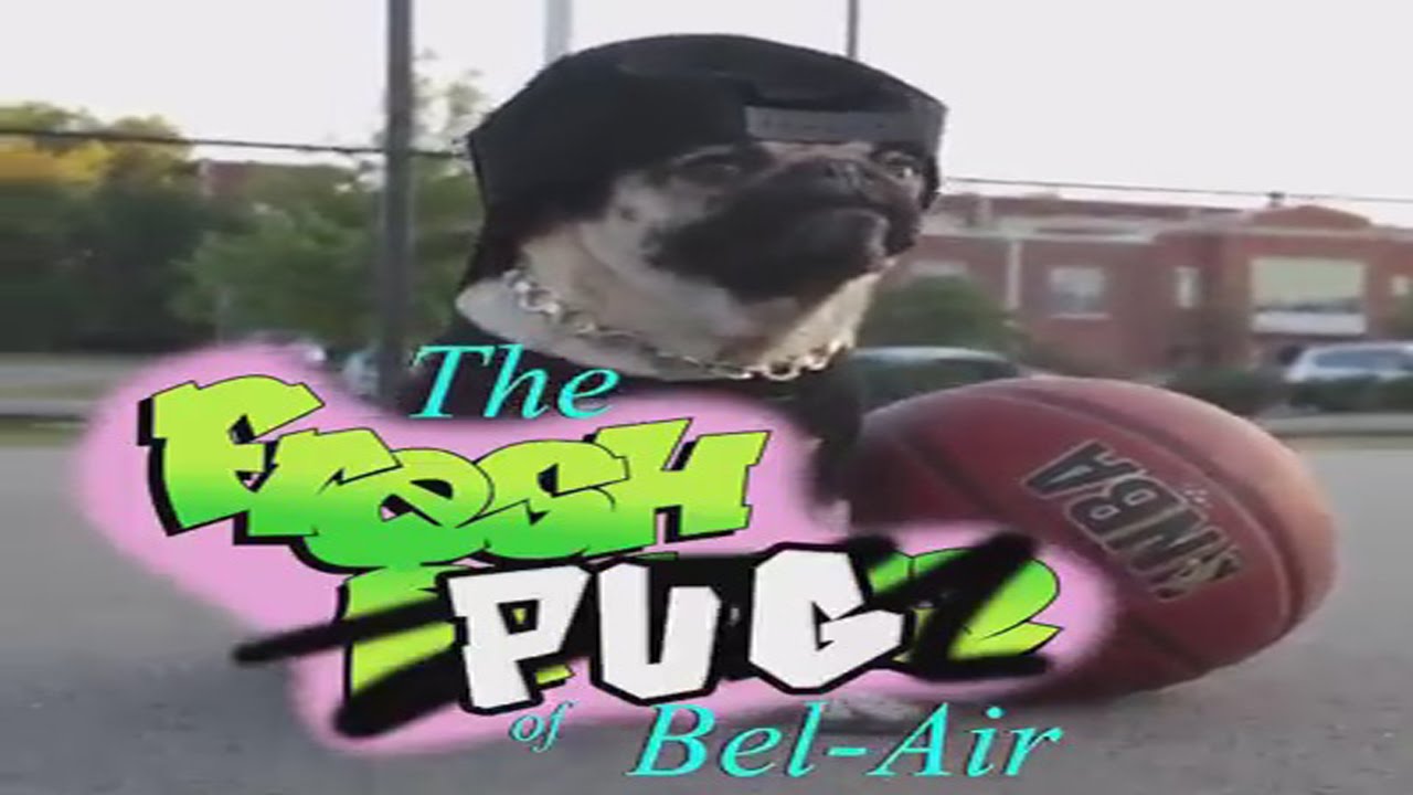 Doug the Pug is Now… The Fresh “Pug” of Bel-Air!