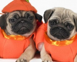 10 Awesome Halloween Costumes For Pugs