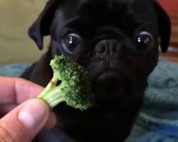 Pug Sees Broccoli For The Very First Time. His Reaction? I Can’t Stop Laughing!