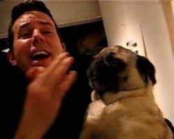 Pug Singing “Take Me Out To The Ballgame” Will Make Your Day!