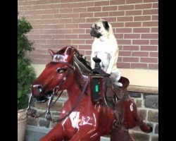 This Pug Riding A Mechanical Horse Will Put A Smile On Your Face!