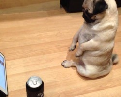 This Pug Sitting Watching Boxing Will Make Your Day!
