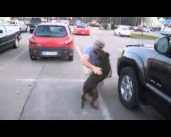 (VIDEO) Boxer Welcomes Soldier Home!