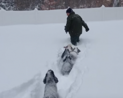 [Video] Cocker Spaniels Chase After Their Dad In Blizzard Snow