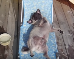 Why A Pug Should Be Your Next Best Friend