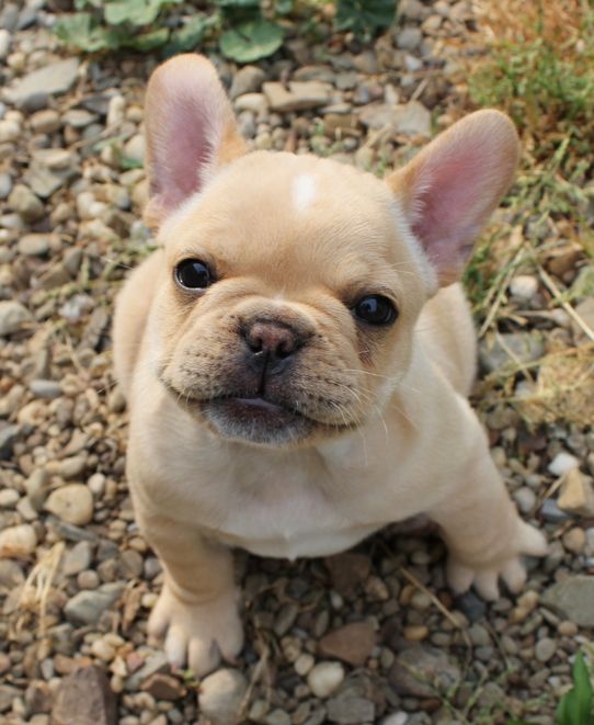 15 Signs You're A Crazy French Bulldog Person... and Damn Proud To Be!