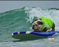 Hundreds Pay Tribute To Tillman The Beloved Surfing English Bulldog