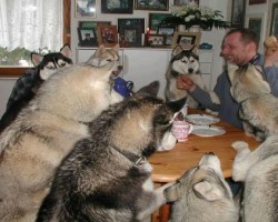 15 Signs You’re A Crazy Husky Person… and Damn Proud To Be!