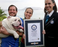 Bulldog Sets New Guinness World Record For THIS