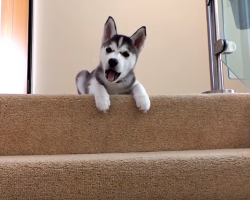 Husky Puppy Hates The Stairs! OMG! Sooo CUTE!