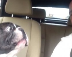 Dad Starts Singing Their Favorite Song, Now Watch The Dog’s Reaction…