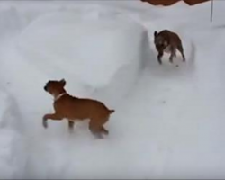 If You’ve Ever Doubted How Clever Dogs Can Be, Wait ‘Til You See This Hilarious Boxer