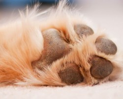 5 Best Practices For Taking Care of Your Dog’s Paws