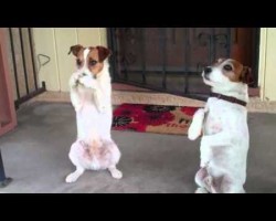 Two Talented Jack Russell Terriers Showcase Amazing Talents