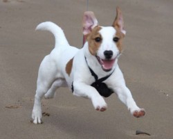 12 Realities New Jack Russell Terrier Owners Must Accept