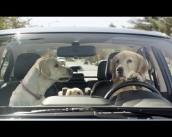 Subaru Unveils Subaru Concord Commercial “In The Dog House”