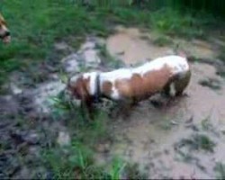 [Video] This Basset Hound is One Happy Dog! This Will Make Your Day!