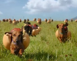 WATCH: Heinz ‘Wiener Stampede’ Super Bowl 2016 Hot Dog Commercial