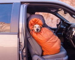 Photographer Adopts Dog From Shelter And Takes Him On Epic Adventures Across America