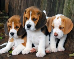 12 Realities New Beagle Owners Must Learn To Accept
